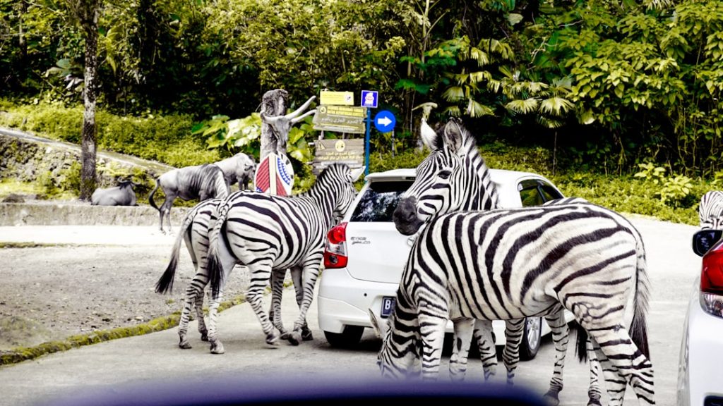تمان سفاري إندونيسيا (Taman Safari Indonesia)