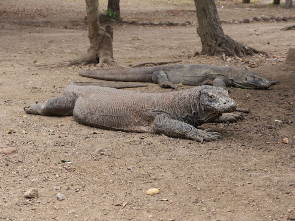متحف التمساح تاتاراسان (Taman Reptil Bogor)