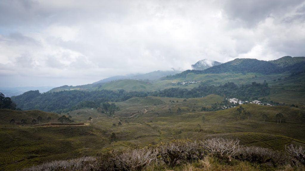 مزارع الشاي جونونج ماس (Gunung Mas Agro)