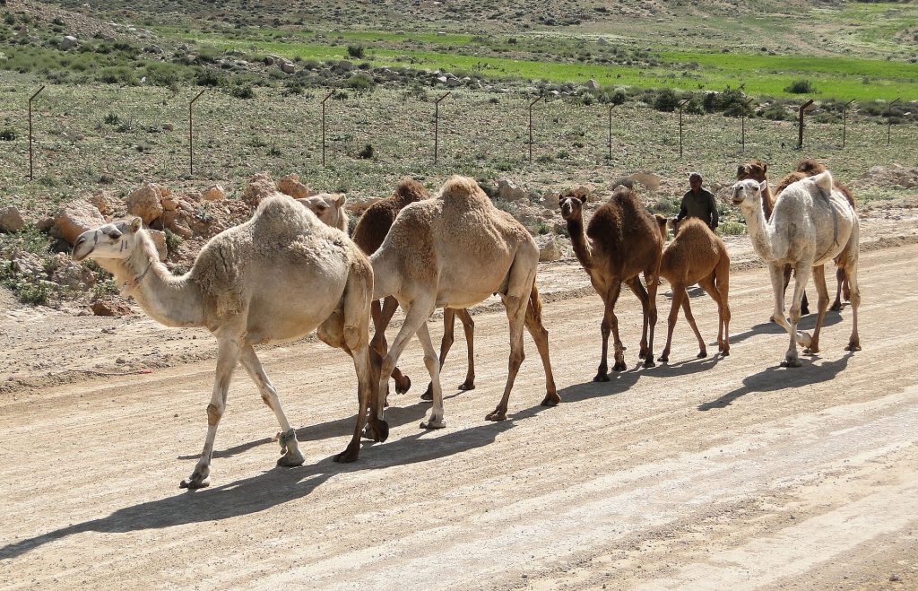 صورة محمية ضانا في العقبة